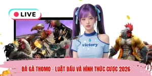 Đá Gà Thomo